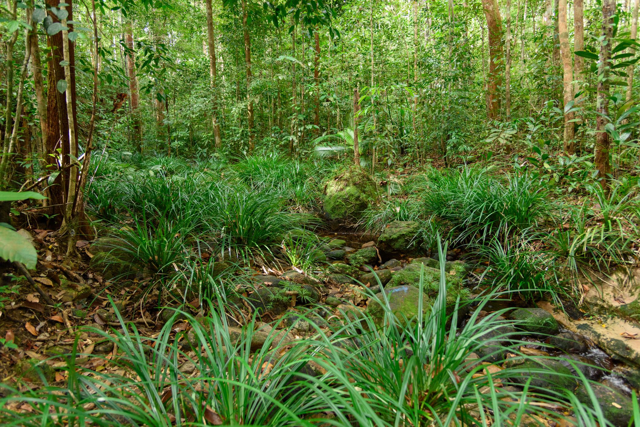 Mount Santubong Hike, Sarawak - Image 12