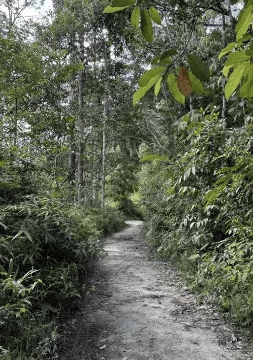 Lata Medang Waterfall - Image 8