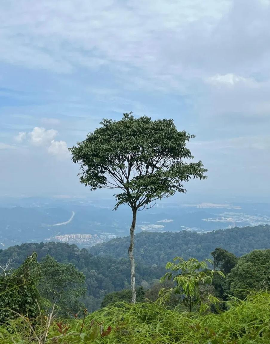 Bukit Unyang - Image 5