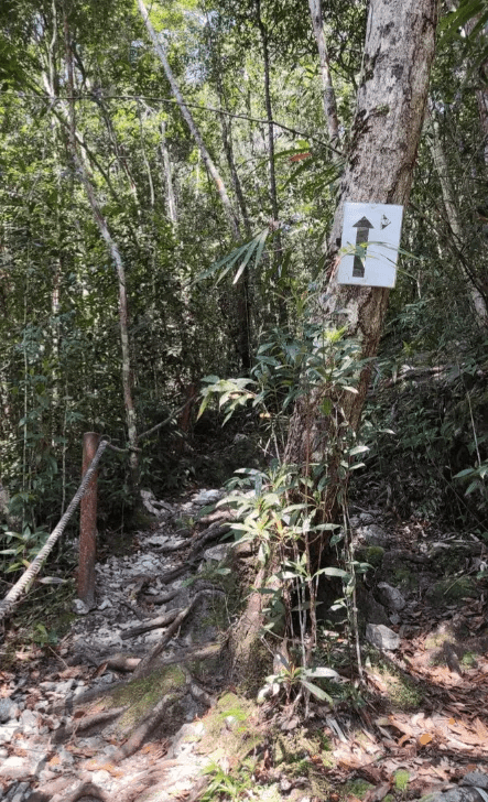 Gunung Jerai via Tangga Kenari - Image 9