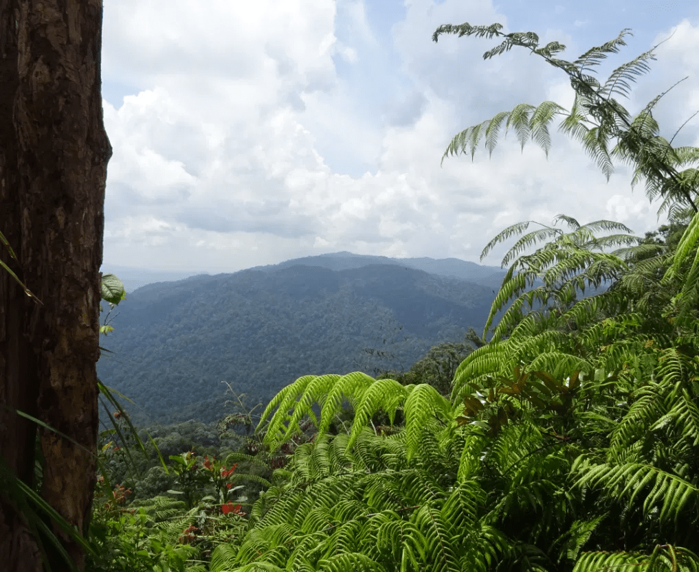 Gunung Angsi via Bukit Putus - Image 2