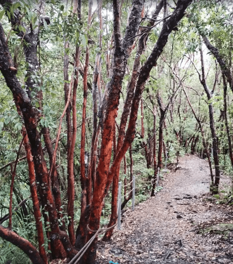 Bukit Batu Sawa - Image 7