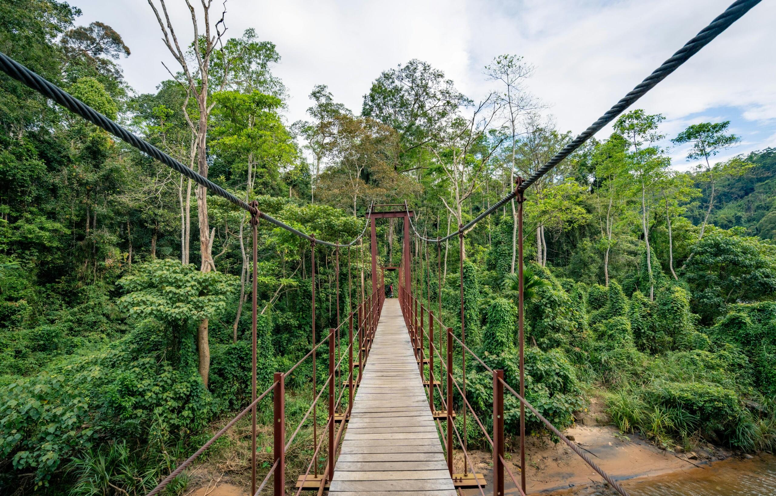 KL to Taman Negara - Rainforest Link (MPV / SUV)