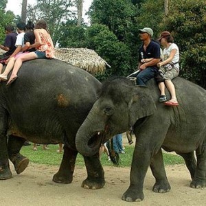 Kuala Gandah Elephant Sanctuary and Deerland Park (HOT)