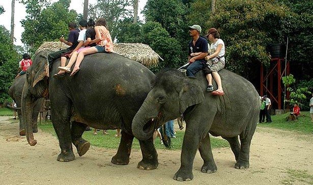 Kuala Gandah Elephant Sanctuary and Deerland Park (HOT)