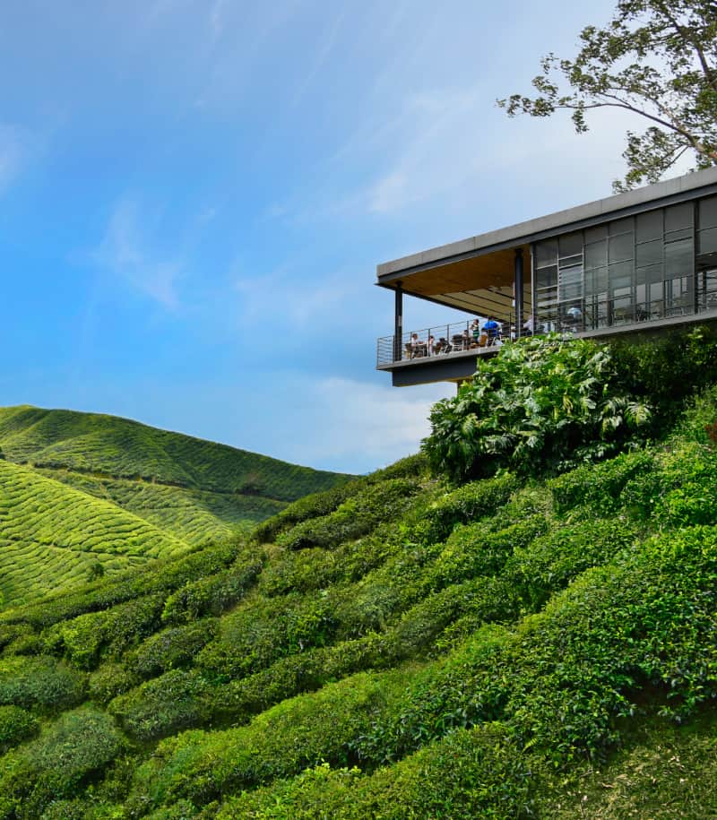 Cameron Highlands Tea Trail and Strawberry Farm (HOT)