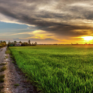 Sekinchan Paddy Fields and Sky Mirror Day Tour (TRENDY)